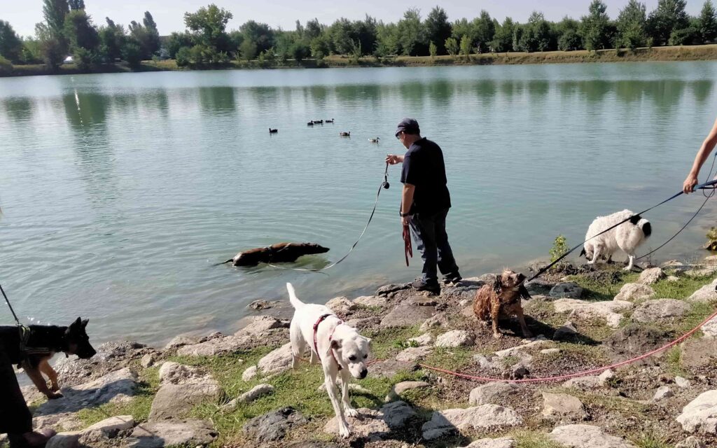 Passeggiate Educative con i cani