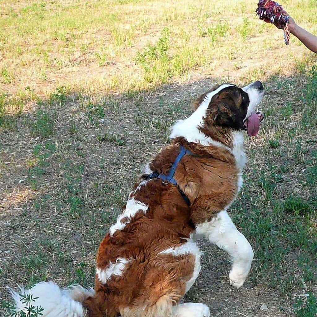 Educazione Cani adulti a domicilio