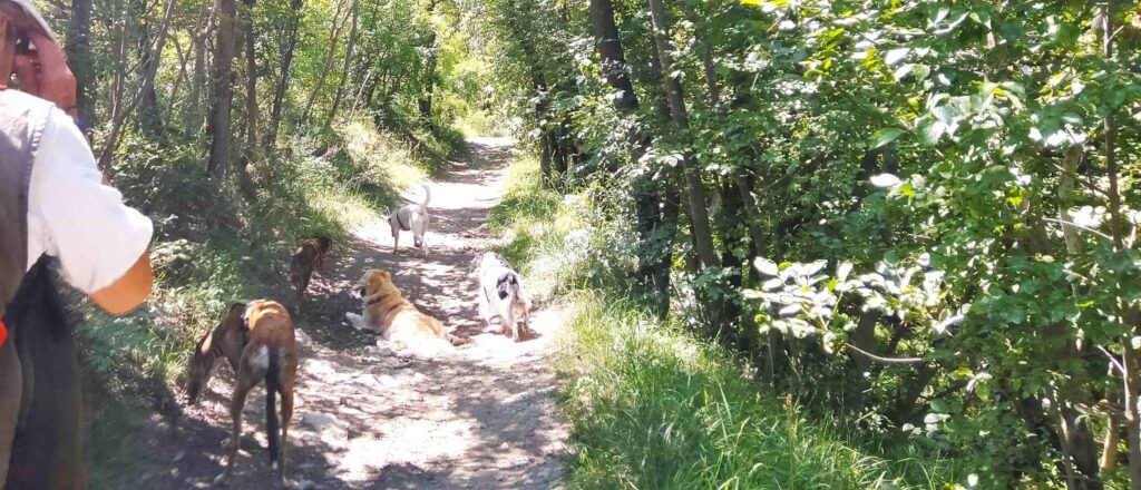 Passeggiate insieme agli amici cani