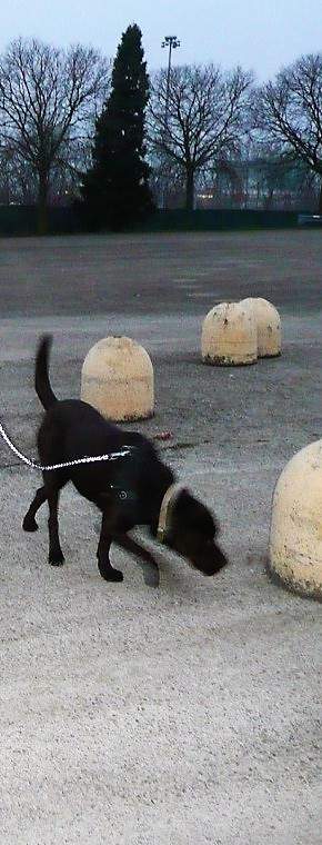 Ricerca di persone su pista