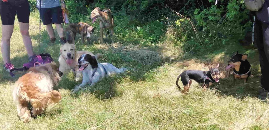 Passeggiate con i cani ed esperienze sociali