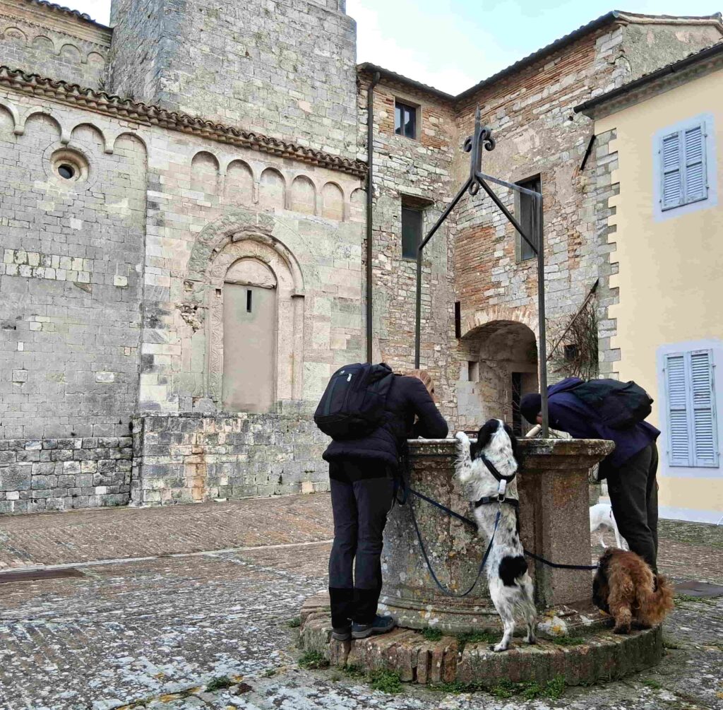 Educare passeggiando con il cane