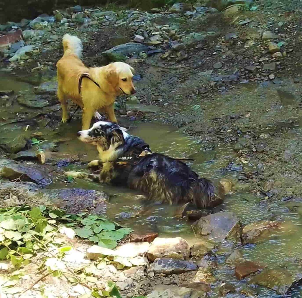 Interazioni durante le passeggiate con il cane